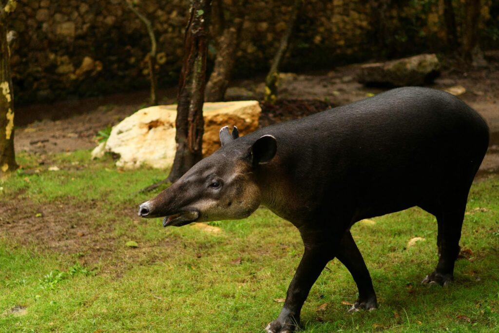 A black animal walking through a grassy field, symbolizing the importance of environmental protection.